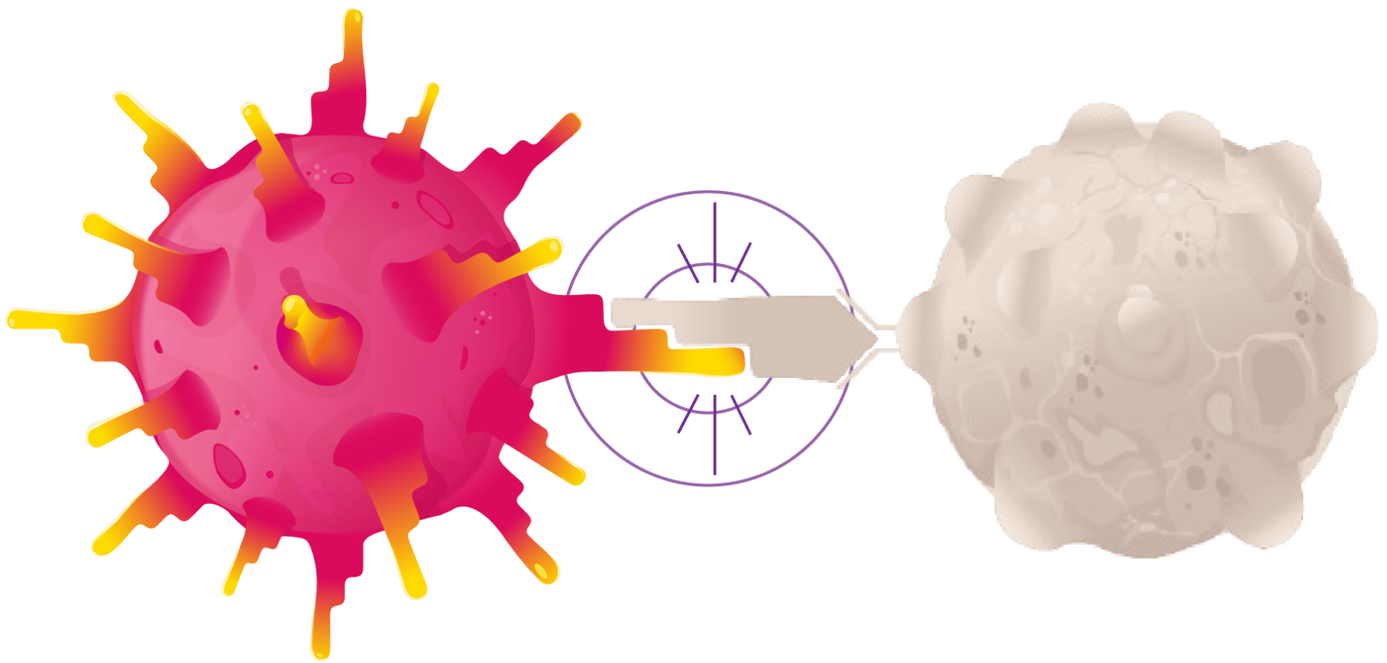 Image of a TECELRA engineered T cell's TCRs targeting a synovial sarcoma cell